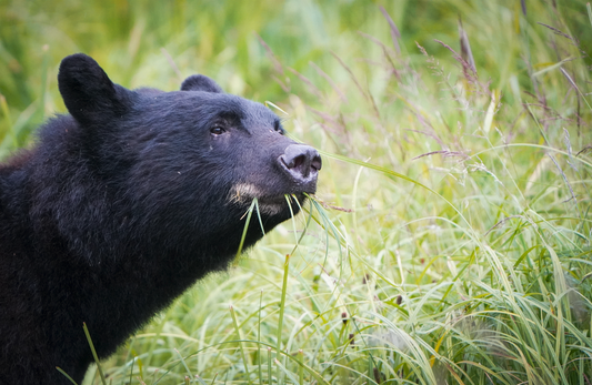 Munching Black Bear