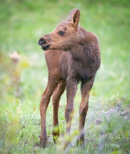 Little Moose