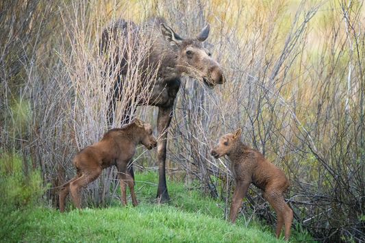 Family Portrait