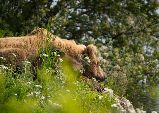 Summer Afternoon