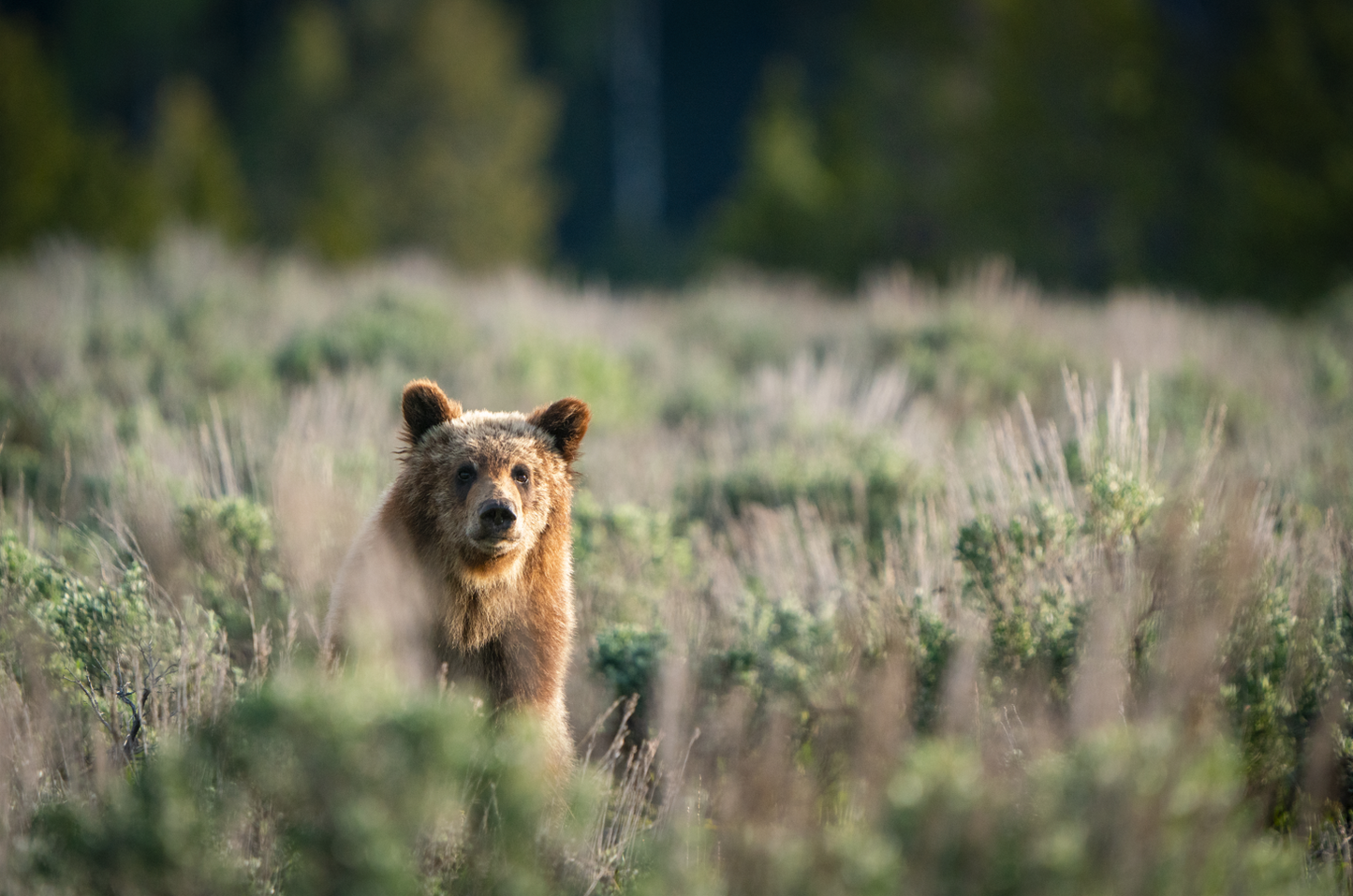Grizzly Cub