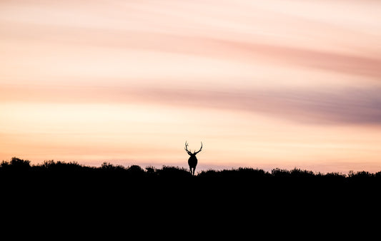 Bull Elk During Sunrise