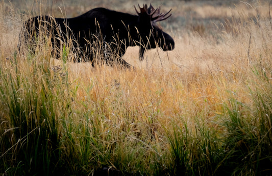 Bull Moose