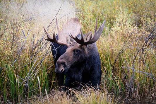 Bull Moose Portrait