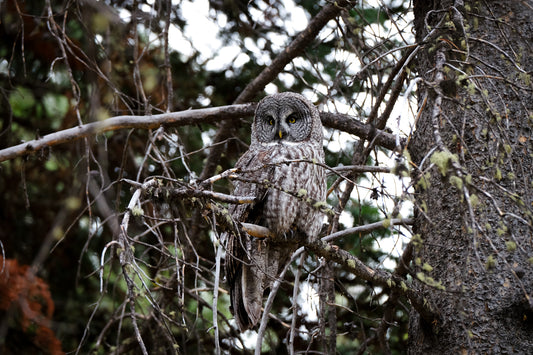 Great Grey Owl