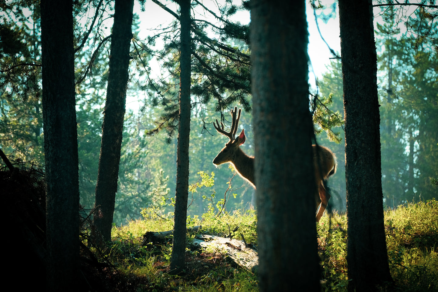 Morning Deer