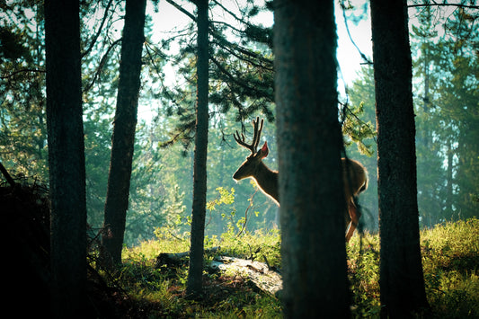 Morning Deer