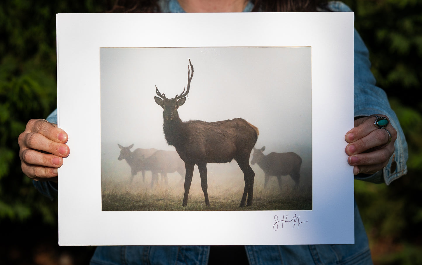 One-Antlered Elk