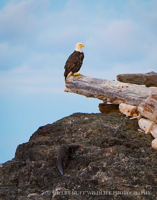 Eagle and Otter