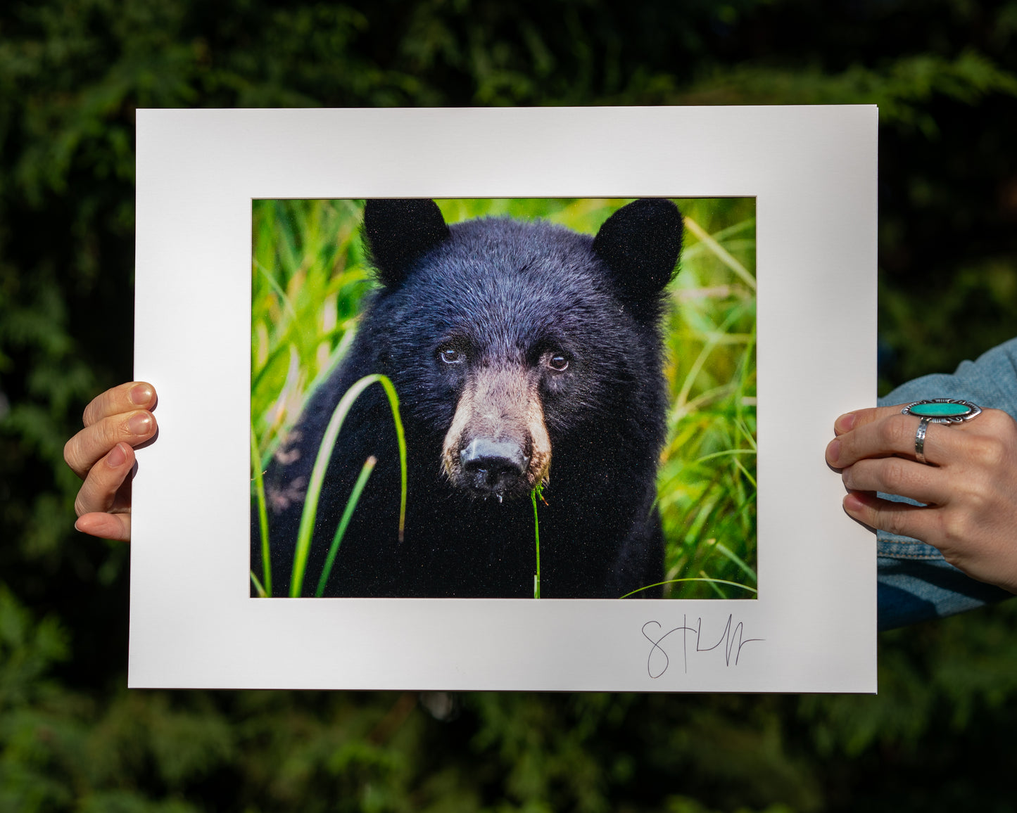 Juvenile Black Bear
