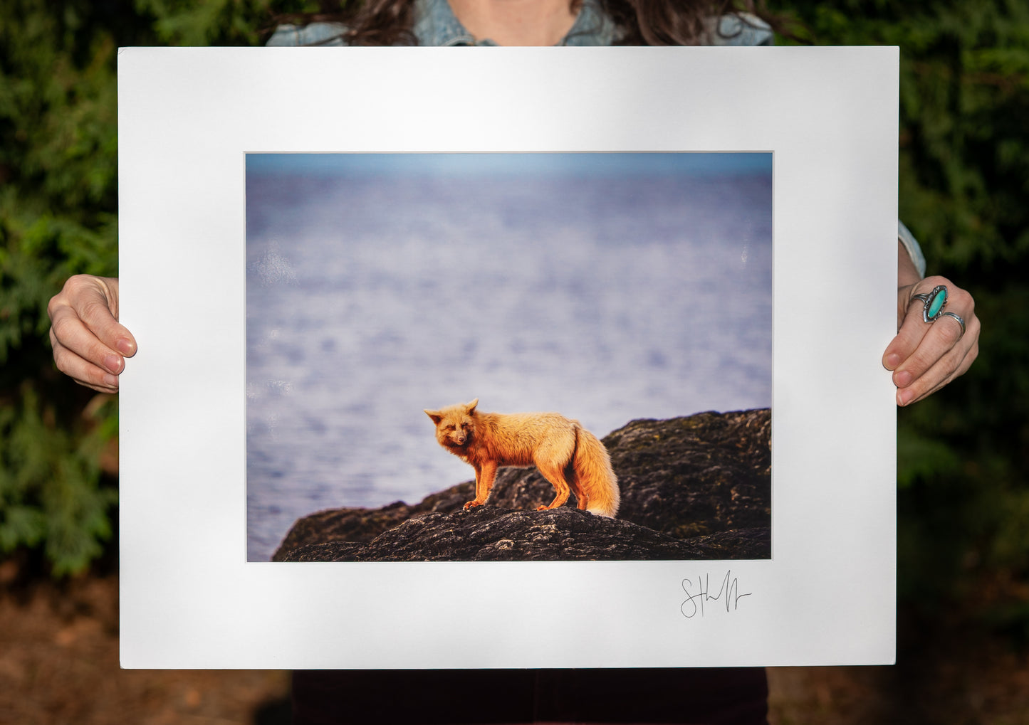 Fox by the Sea