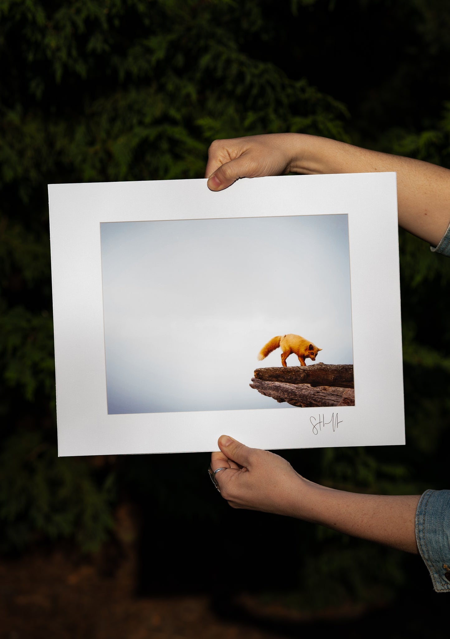 Fox in the Sky