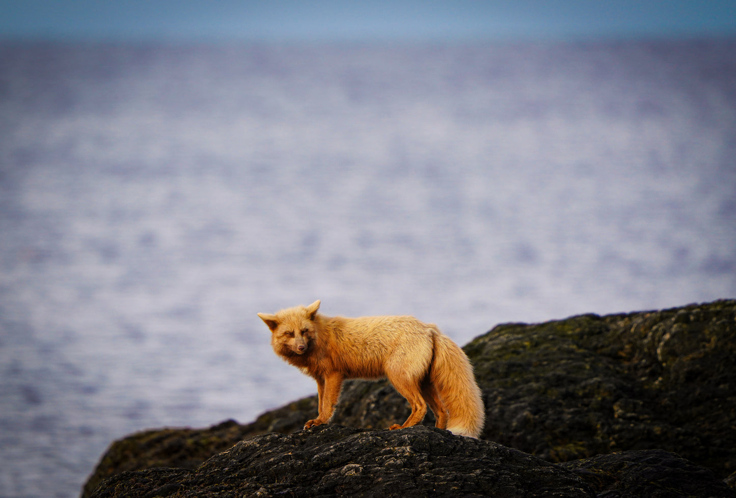 Fox by the Sea