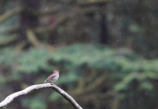 Hermit Thrush in Rain
