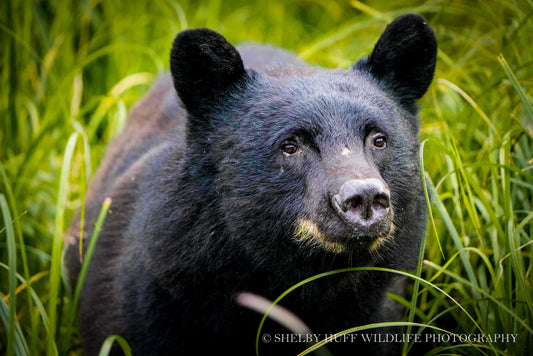 Black Bear in the Grass