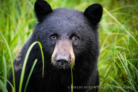 Juvenile Black Bear