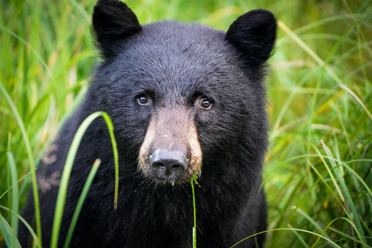 Juvenile Black Bear