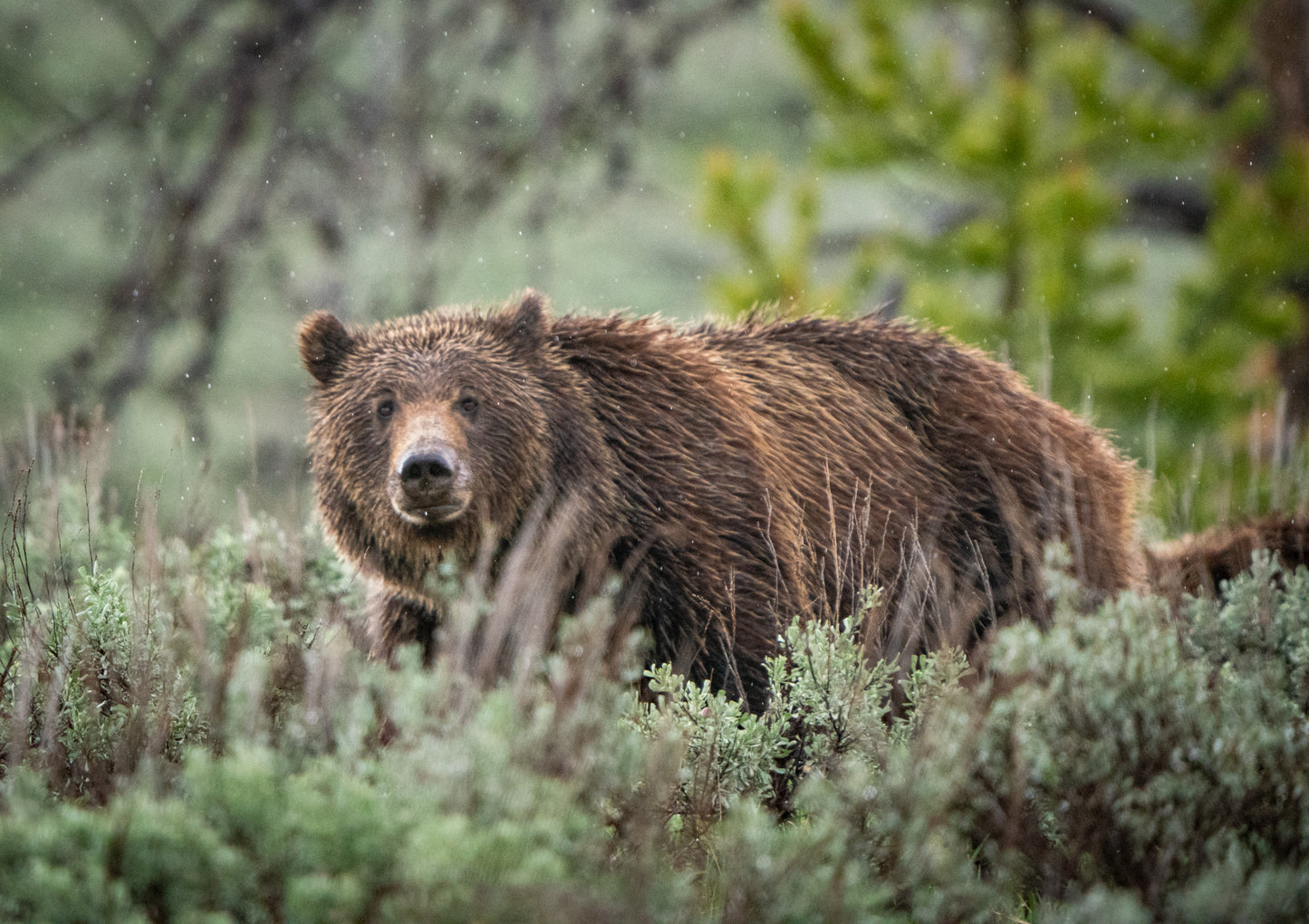 Grizzly in the Rain