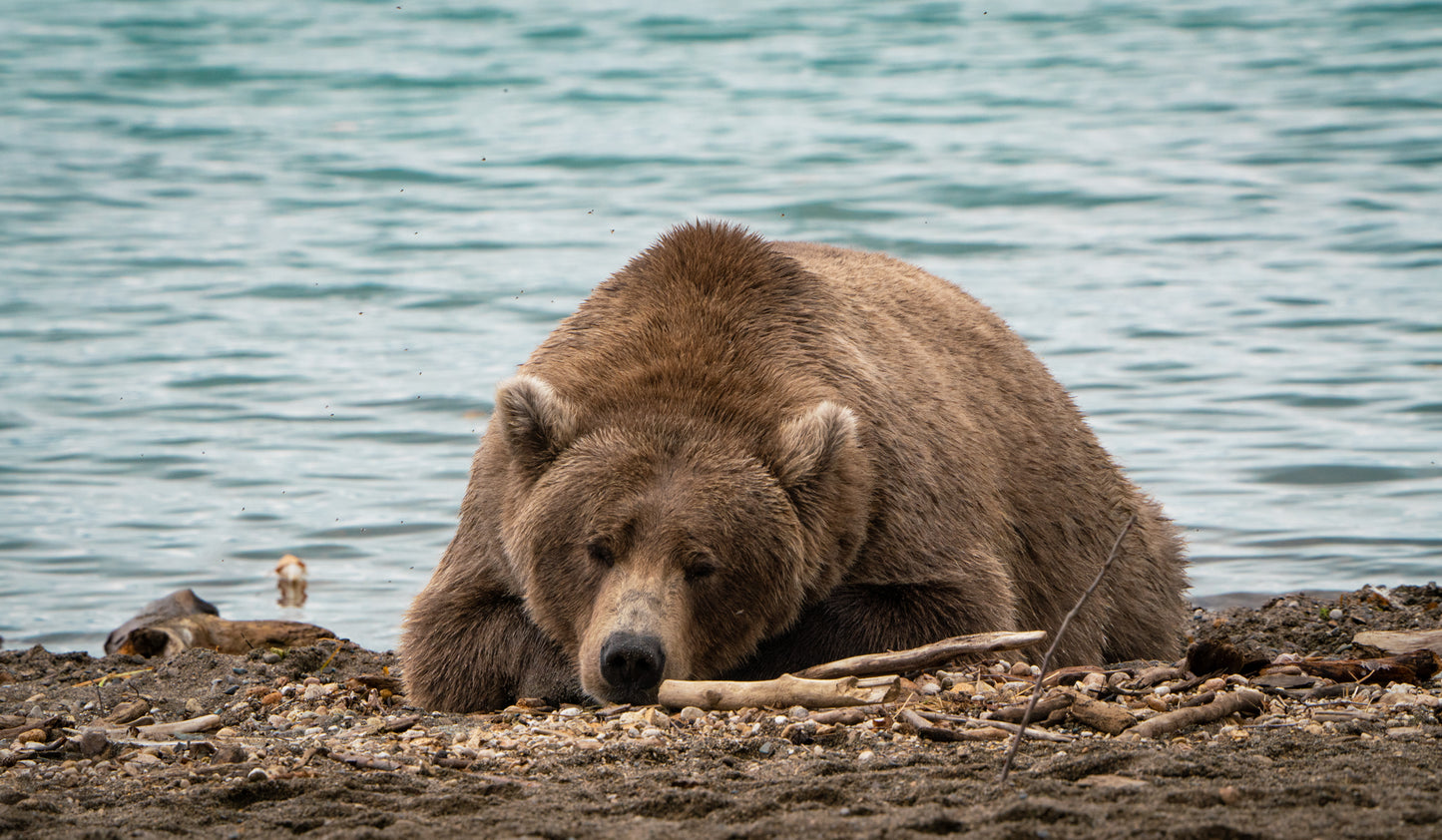 Sleeping Brown Bear