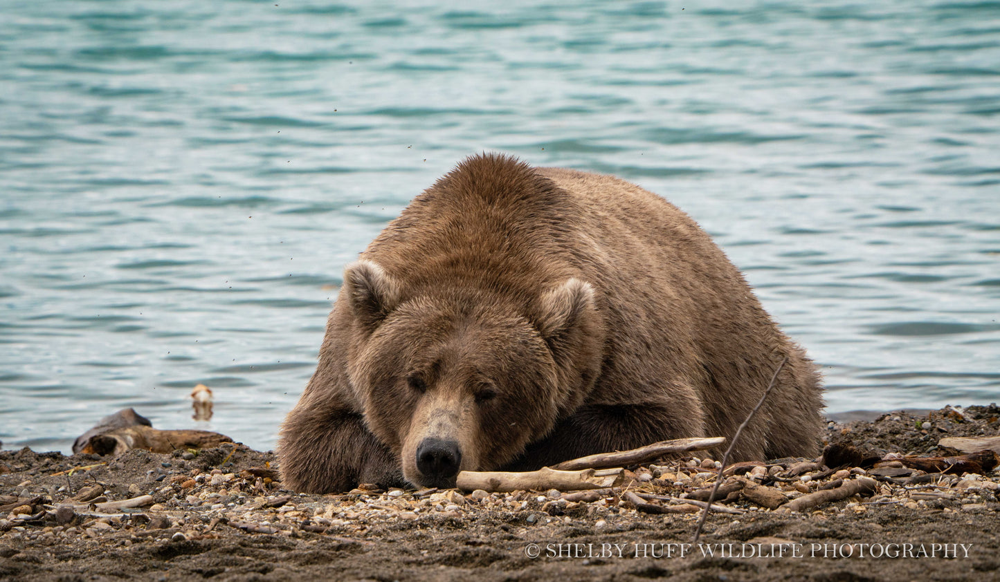 Sleeping Brown Bear