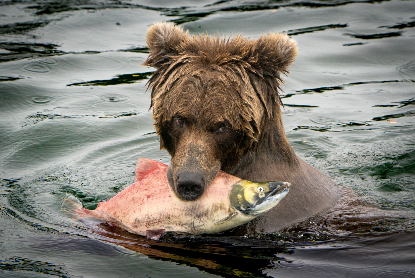Brown Bear with Salmon