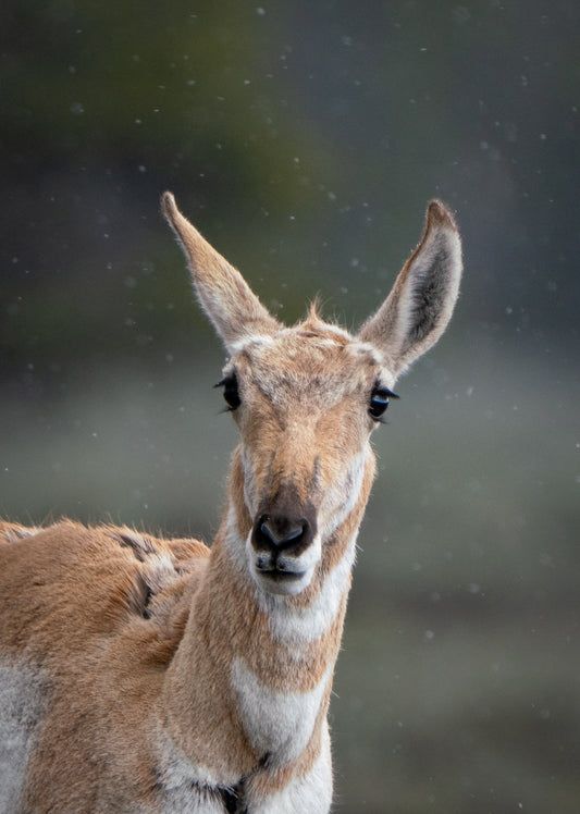 Pronghorn Portrait