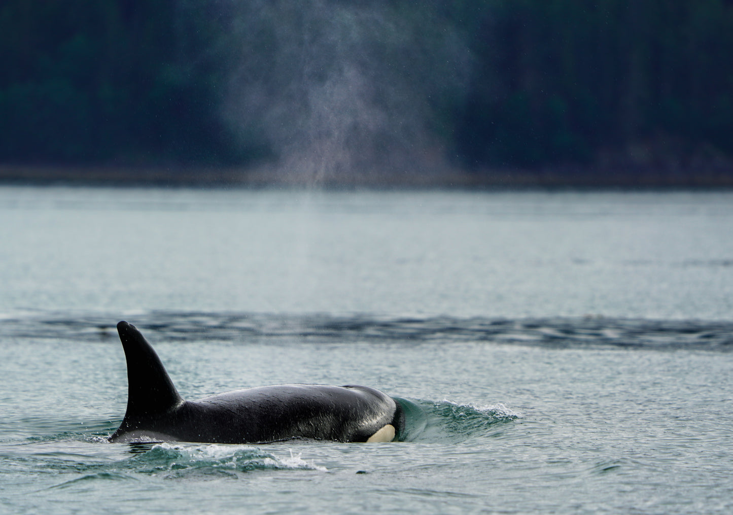 Orca