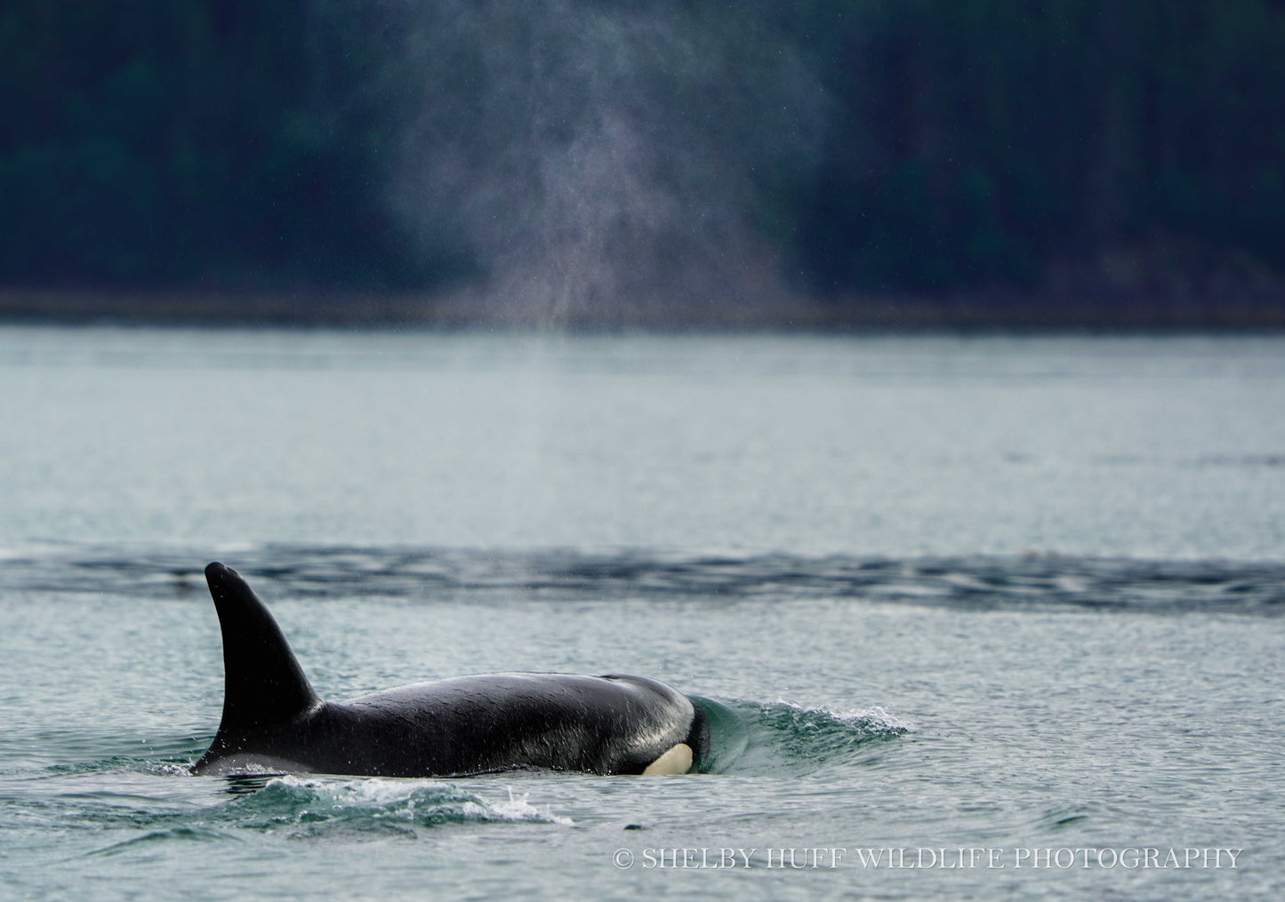 Orca