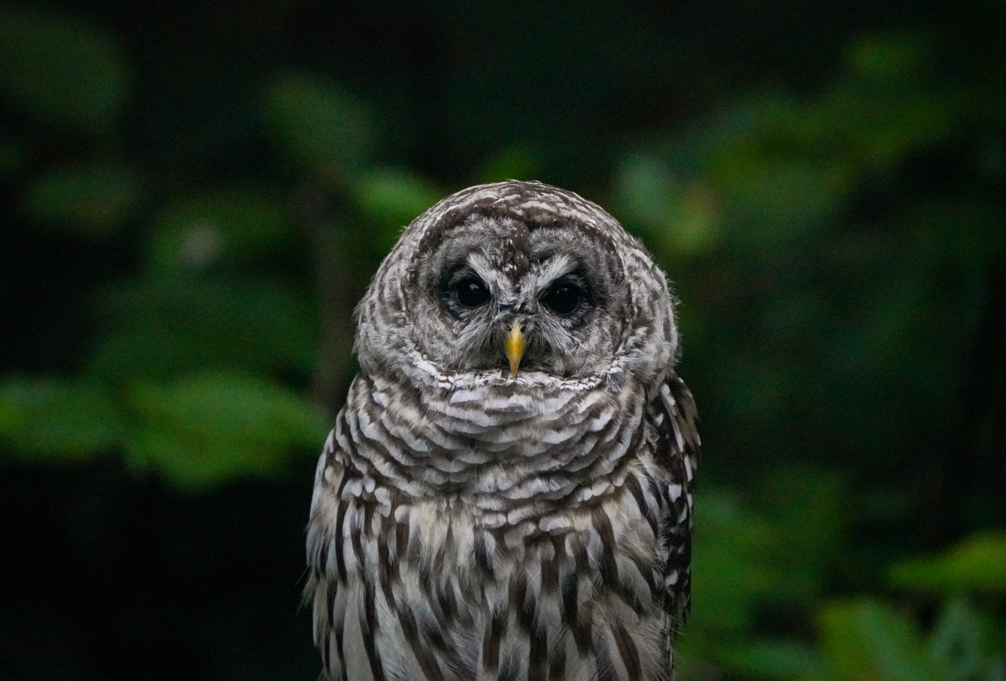 Barred Owl