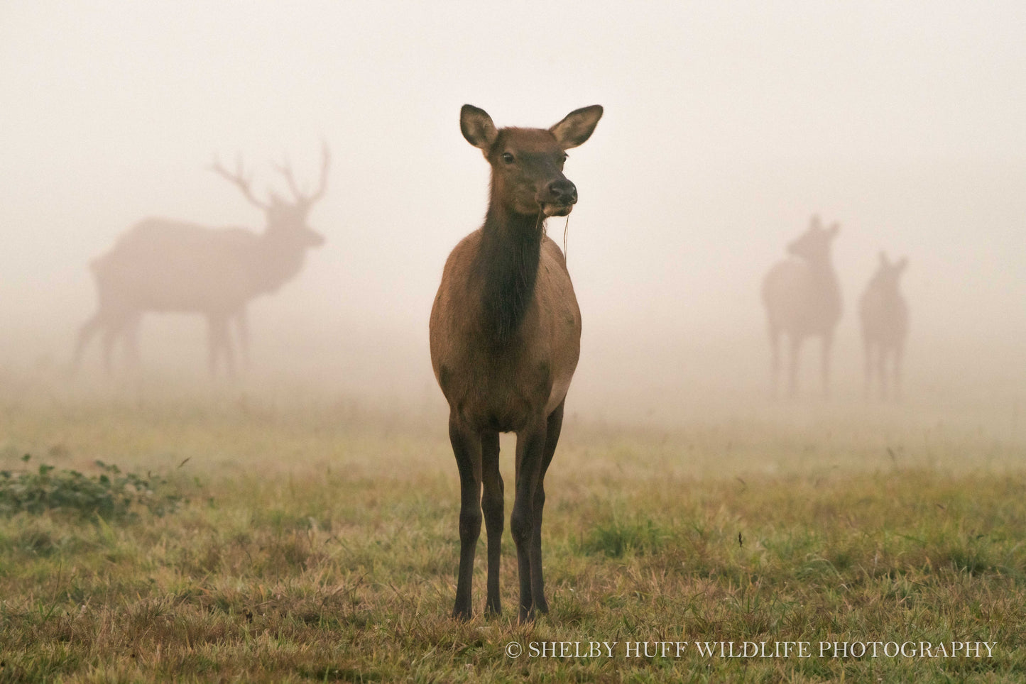 Through the Fog
