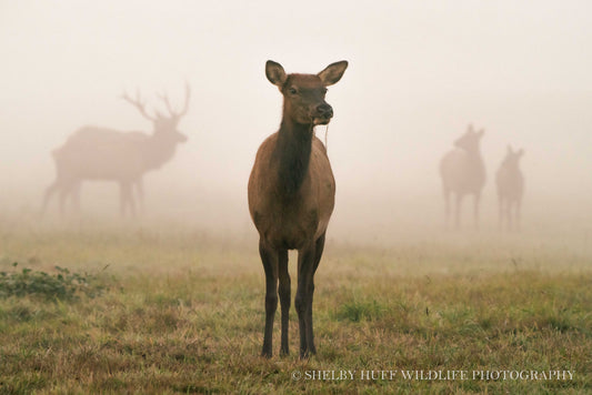 Through the Fog