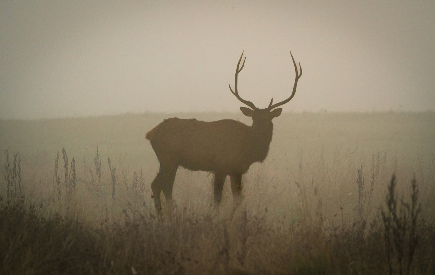 Elk Silhouette