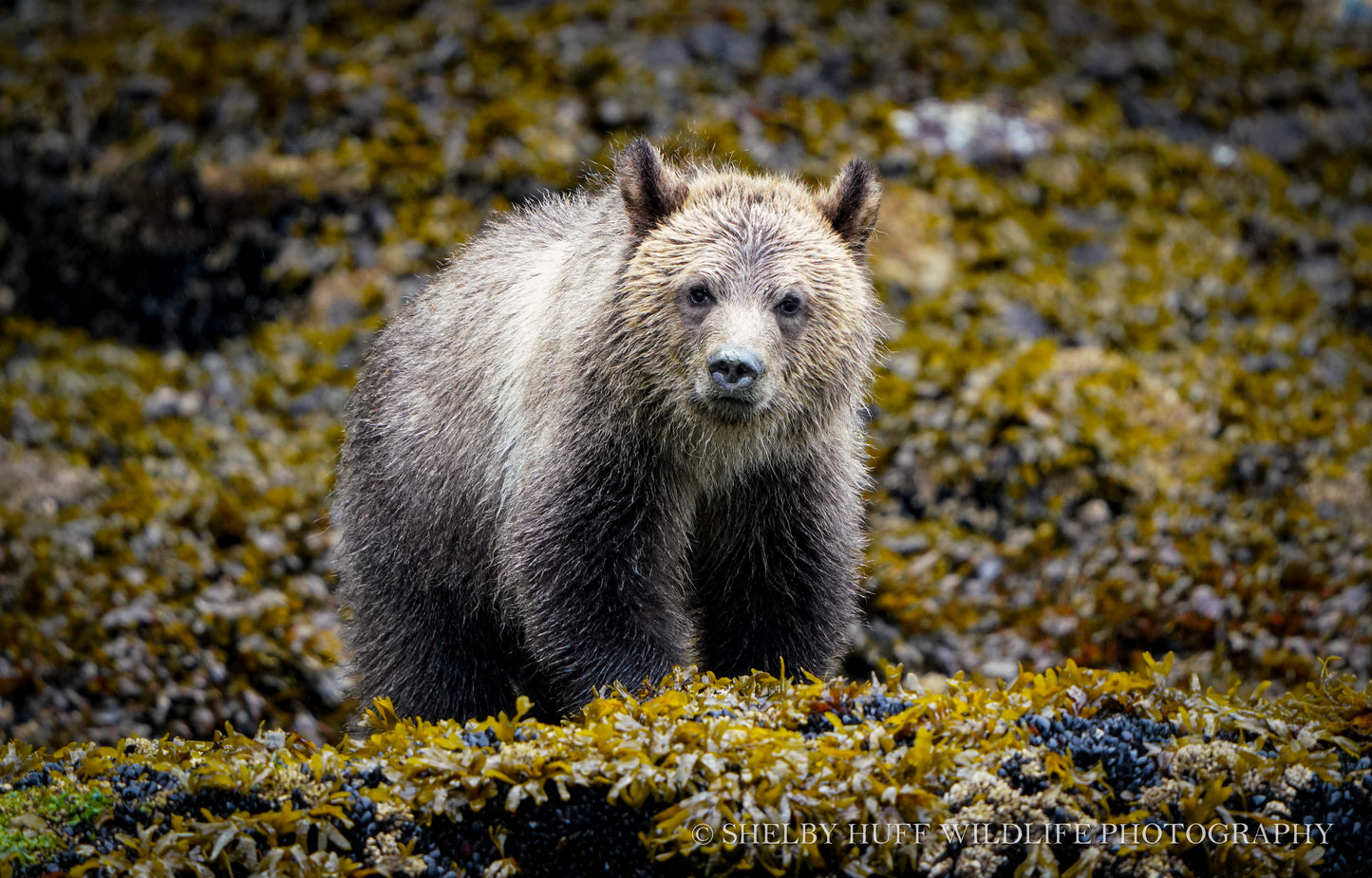Frizzy Cub