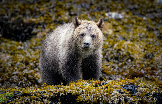 Frizzy Cub