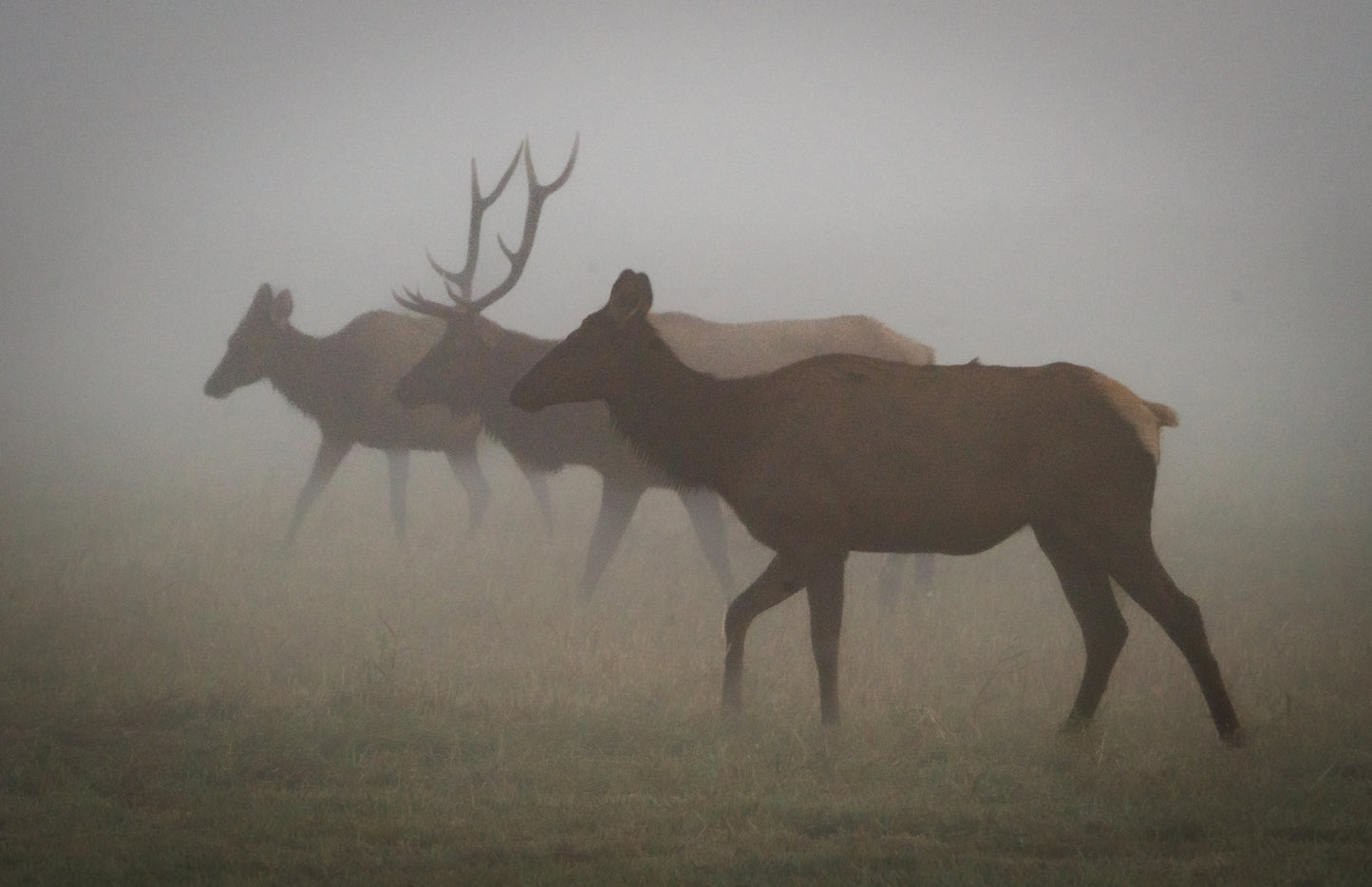 Elk in the Fog