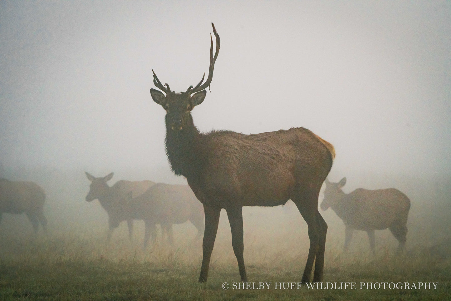 One-Antlered Elk