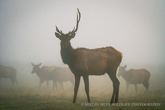 One-Antlered Elk