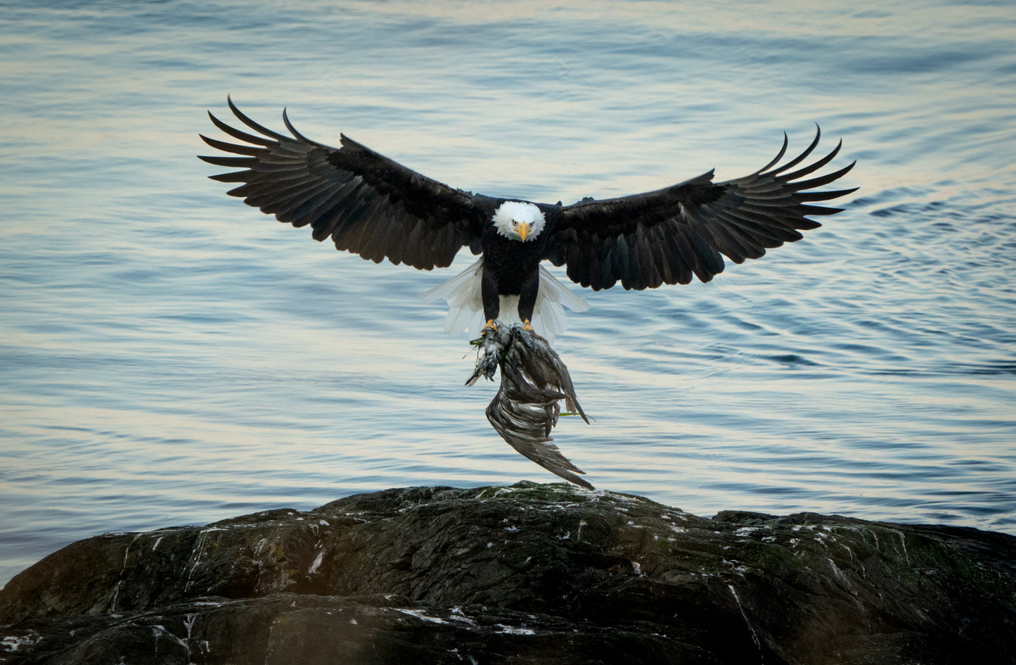 Bald Eagle with Cormorant