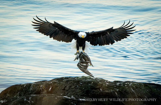 Bald Eagle with Cormorant