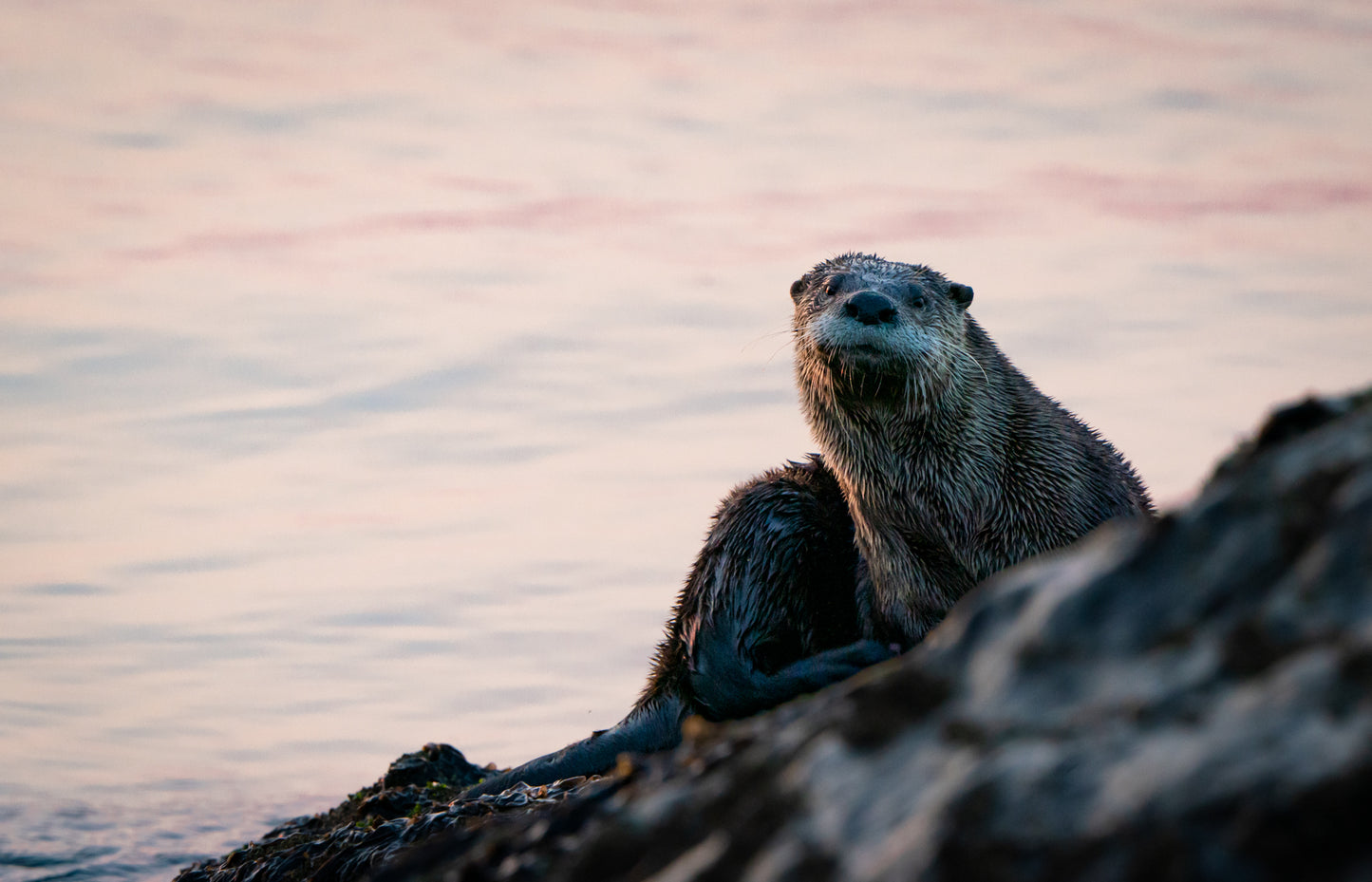 Sunrise River Otter