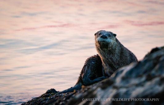 Sunrise River Otter