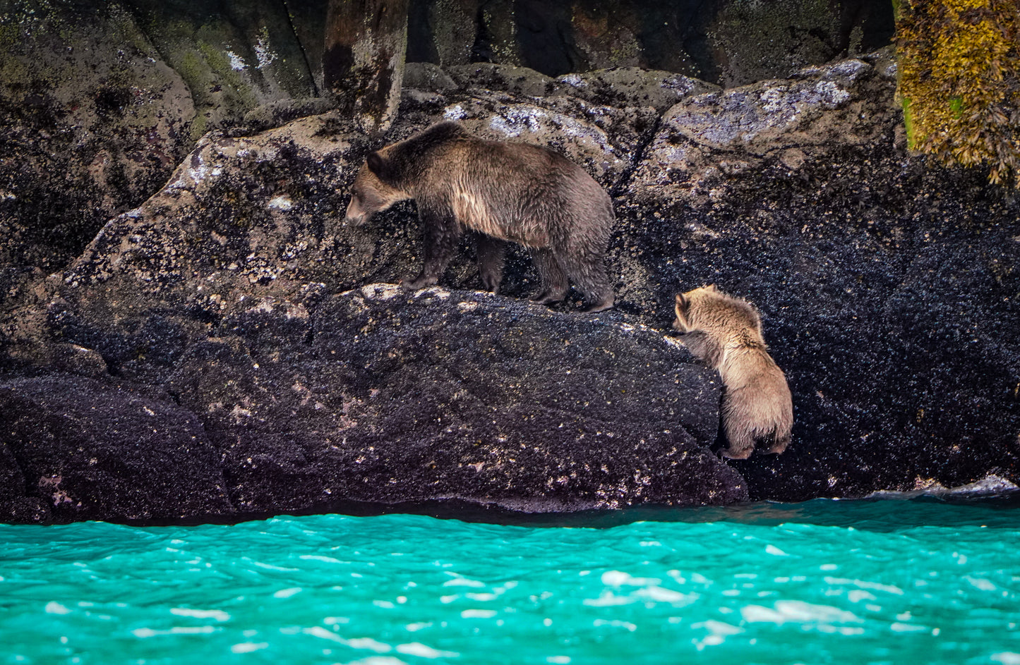 Little Cub Trying