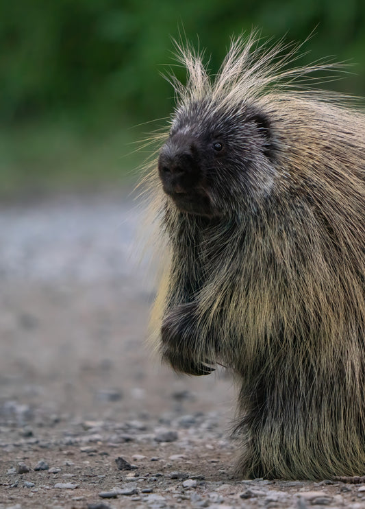 Prickly Porcupine