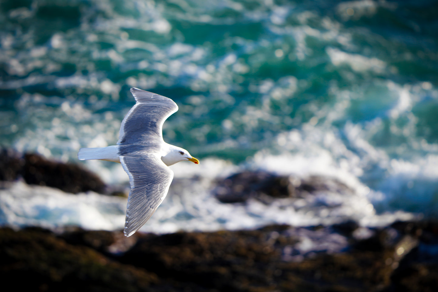 Above the Birds