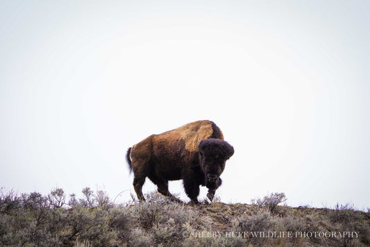 Yellowstone Bison