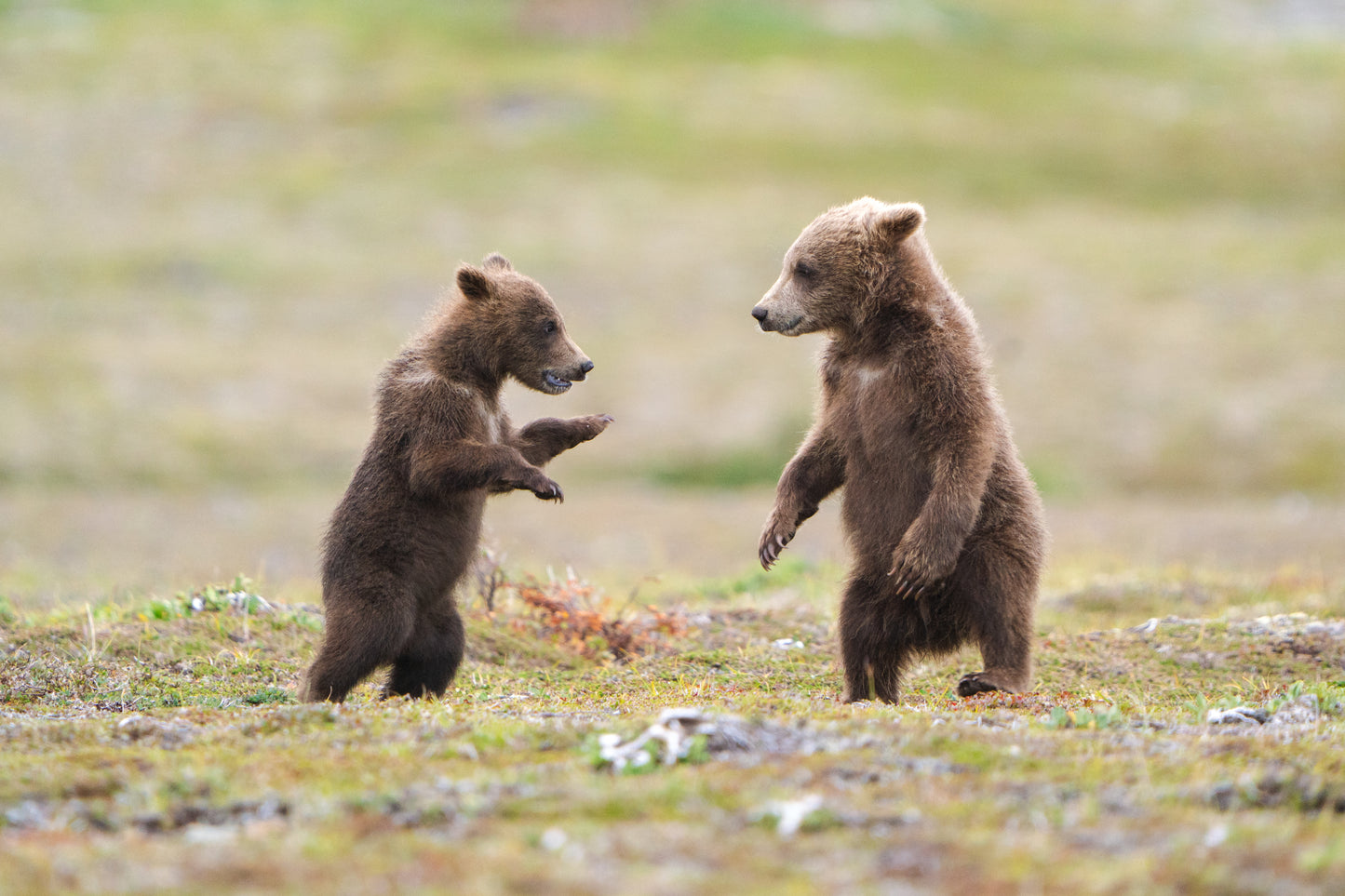 Little Spring Cubs