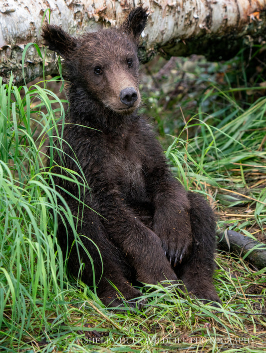 Brown Bear Cub