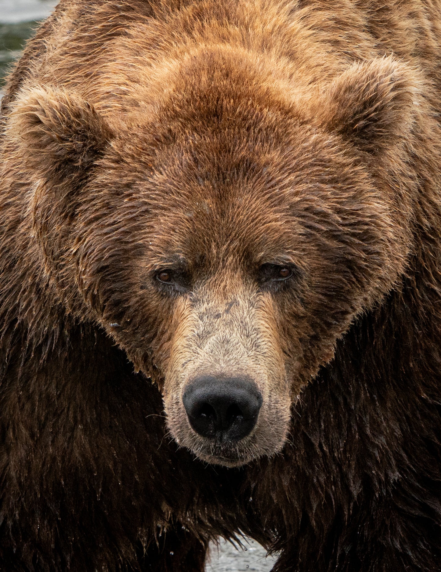 Brown Bear Portrait