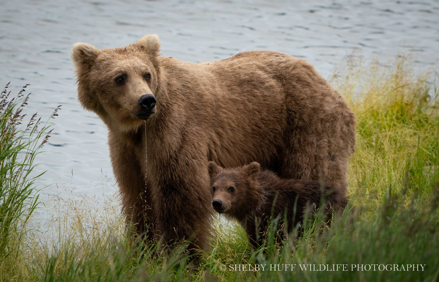 Brown Bear Sow and Cub