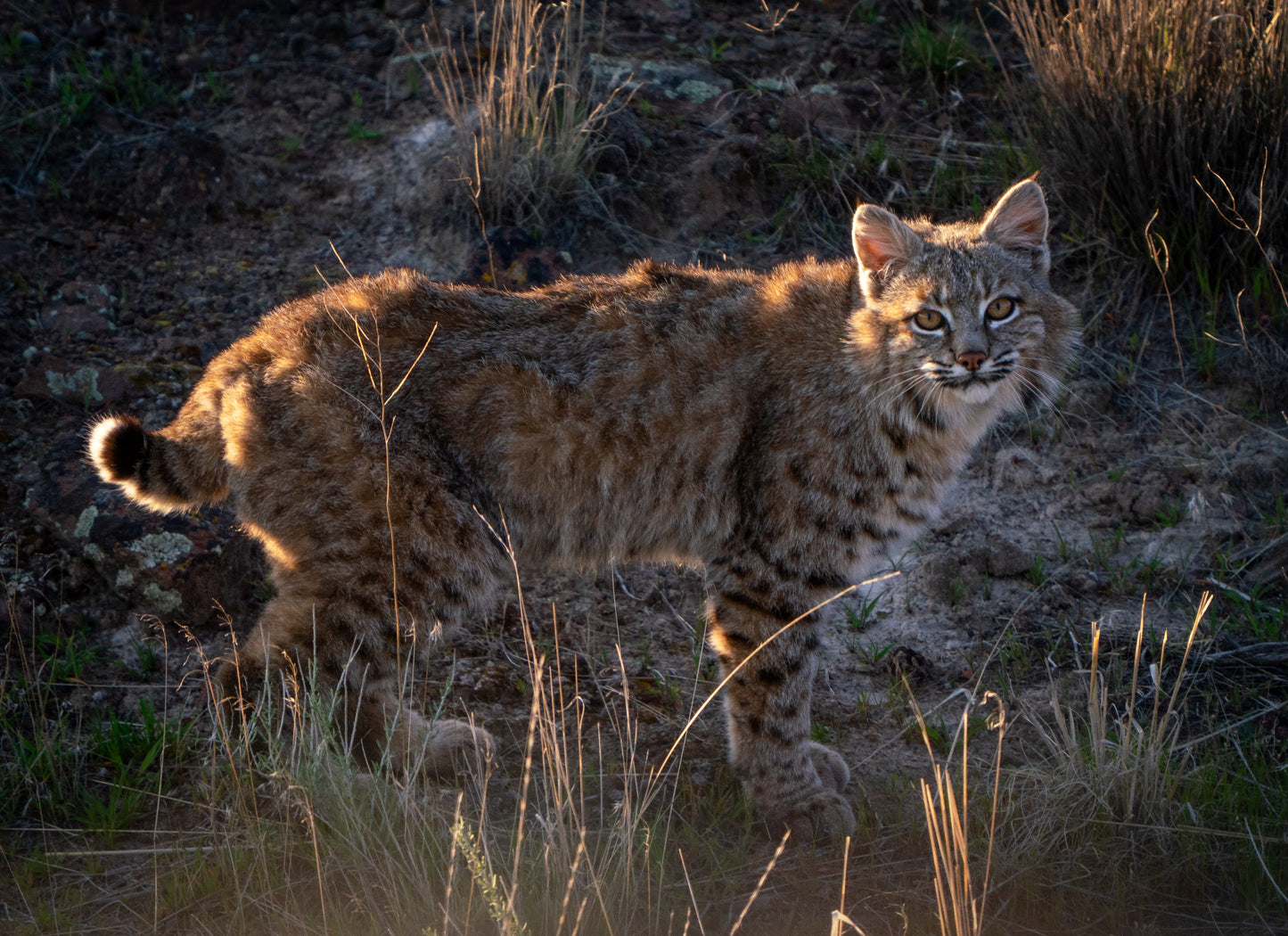 Golden Hour Bobcat
